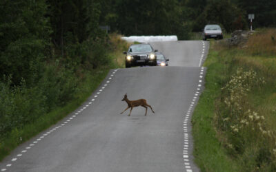 How to Avoid Animal-Related Accidents on Rural Roads in Waycross